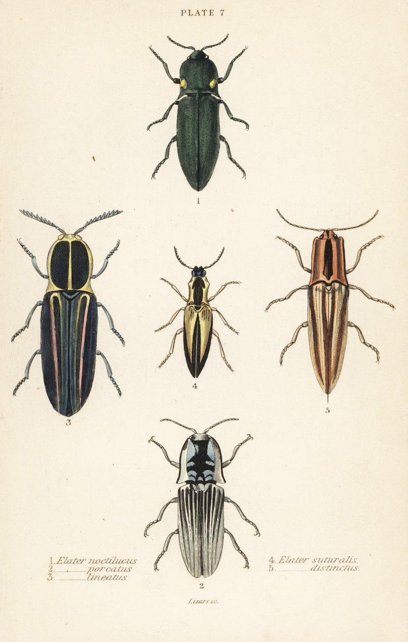 Kniptorren: Koplampkniptor, Pyrophorus noctilucus 1, Chalcolepidius porcatus 2, gestreepte kniptor, Agriotes lineatus 3, Elater suturalis 4, en Semiotus distinctus 5 door English School