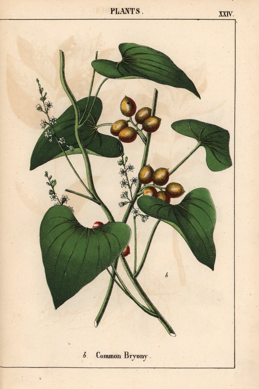 Gewone bryonie met gouden bessen. Bryonia alba, uit 