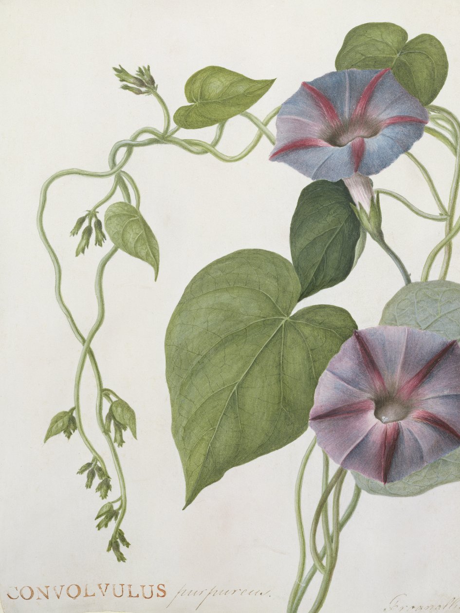 Convolvulus Purpurus door English School