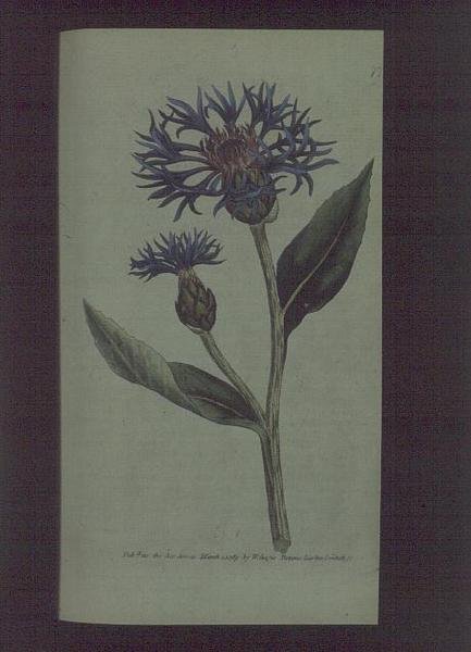 Korenbloem (Centaurea montana), plaat 77 uit William Curtis