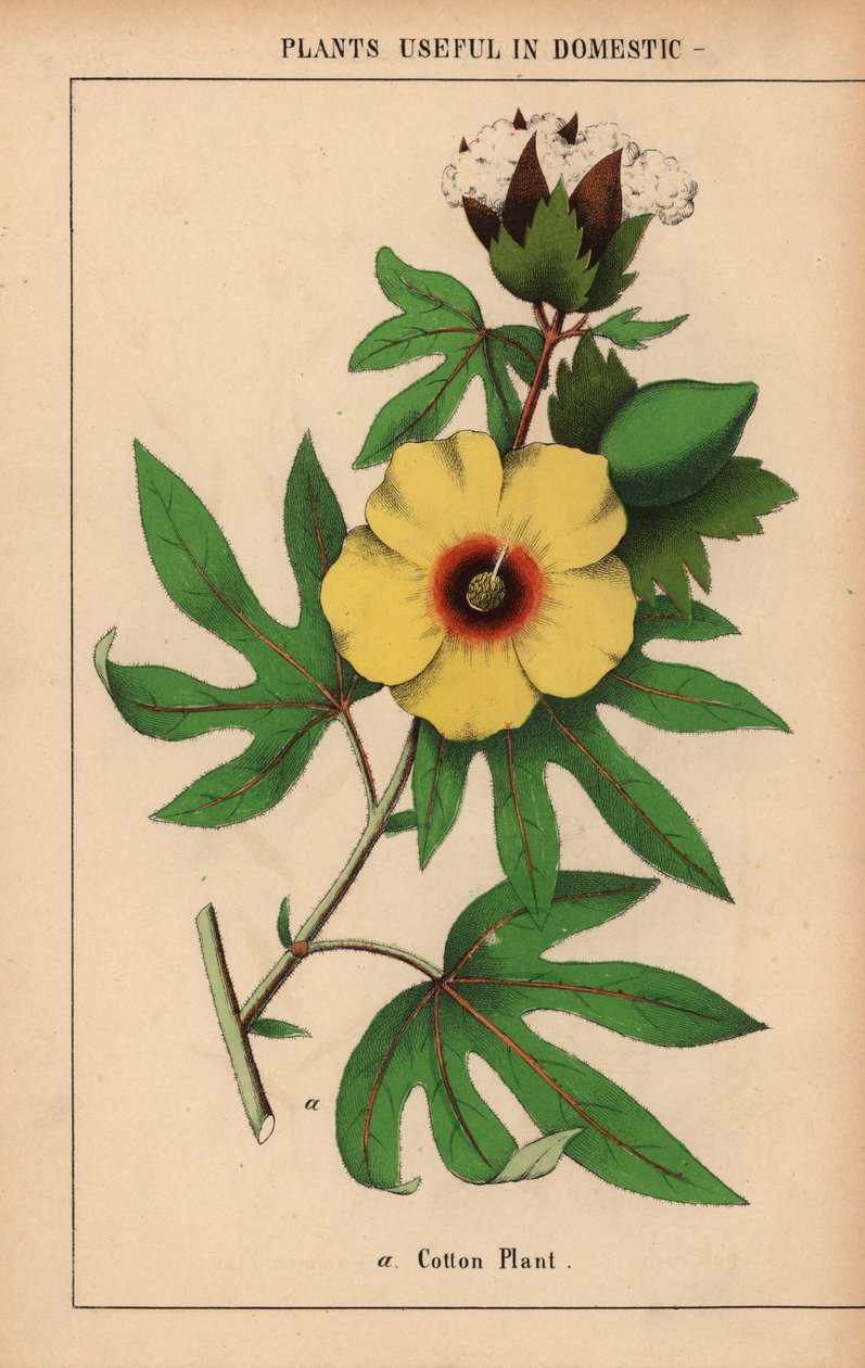Katoenplant met gele bloem en witte katoenbol, uit "The Instructive Picturebook, or Lessons from the Vegetable World," [Charlotte Mary Yonge], Edinburgh door English School