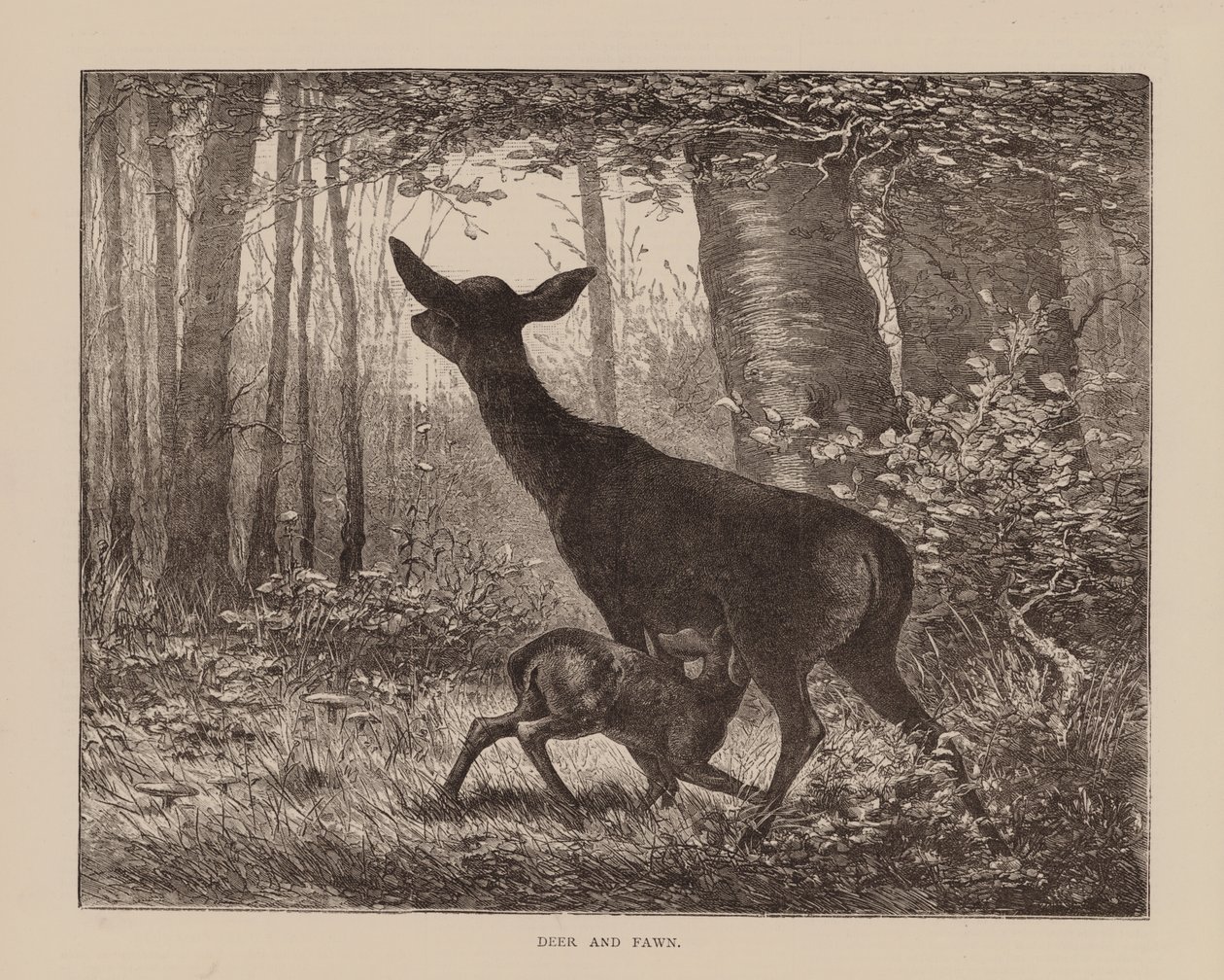 Hert en reekalf (gravure) door English School