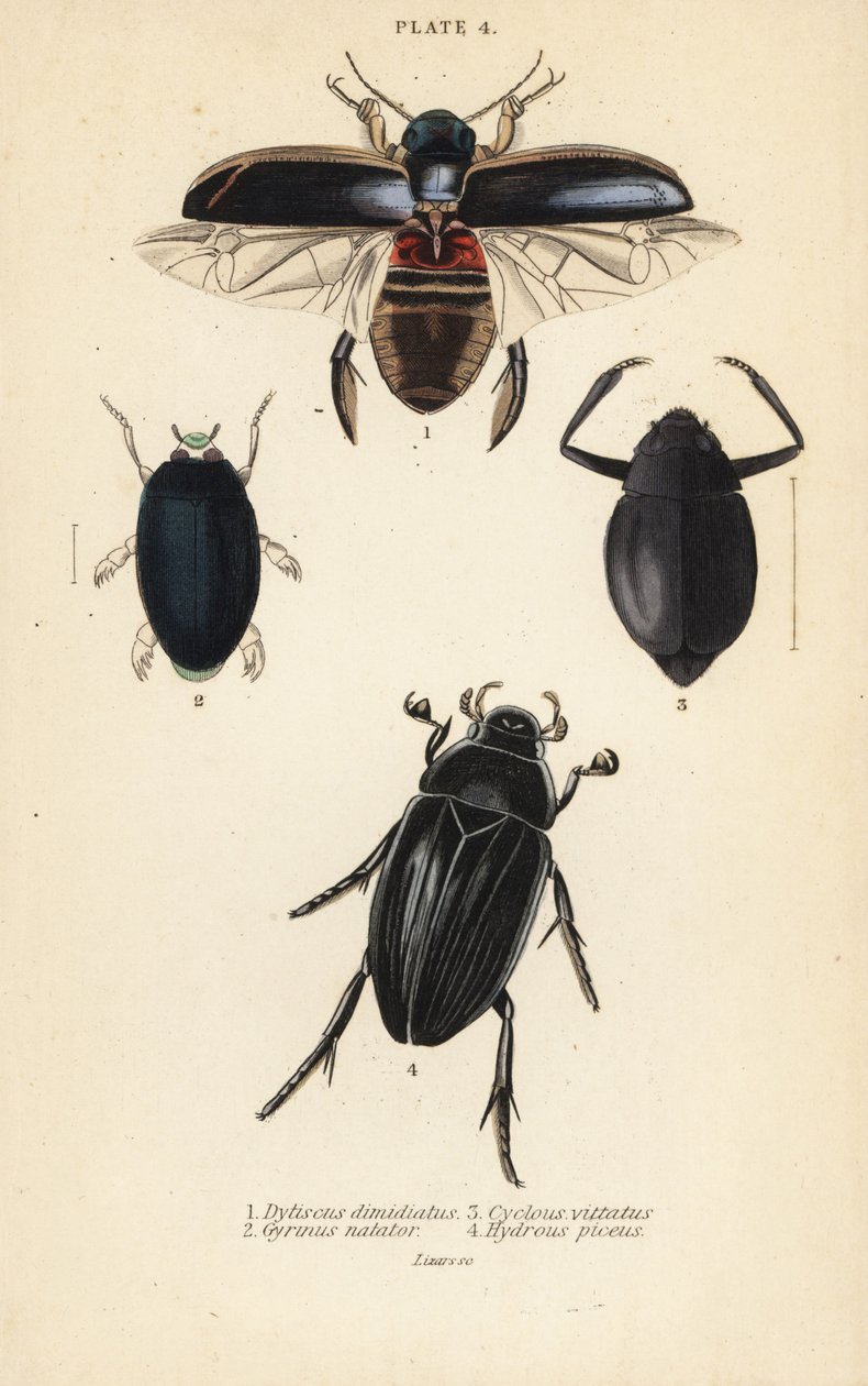 Duikkever, Dytiscus dimidiatus 1, gewone schaatsenrijder, Gyrinus natator 2, Cyclous vittatus 3, en grote zilveren waterkever, Hydrophilus piceus 4 door English School
