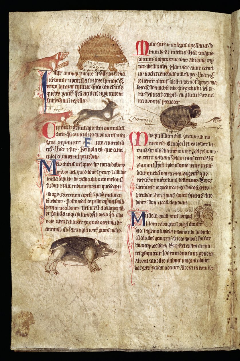 Hond die een stekelvarken achtervolgt, Vos die een konijn achtervolgt, Kat die een muis achtervolgt etc., Engels Bestiarium, begin 13e eeuw (perkament) door English School