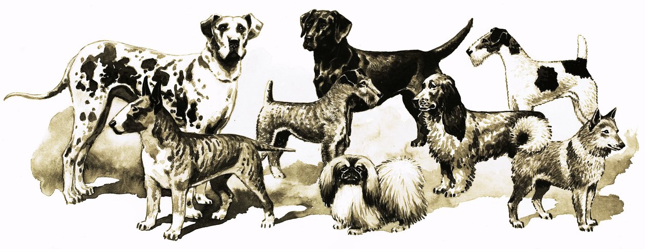 Honden door English School
