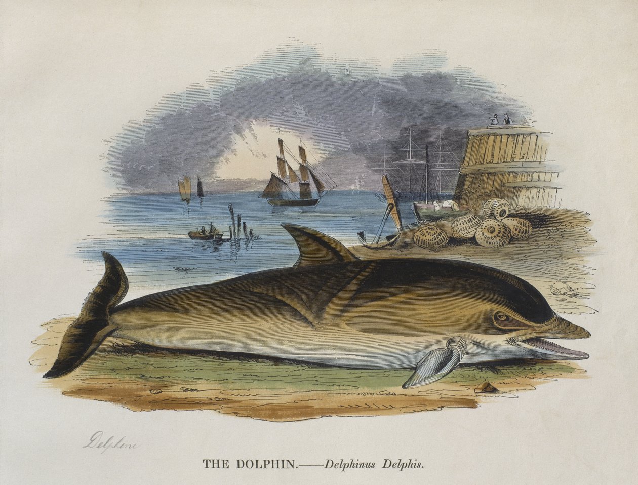 Dolfijn aan de kust, 1823 door English School
