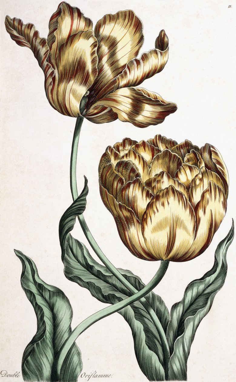 Dubbele Oriflamme, 1759 door English School