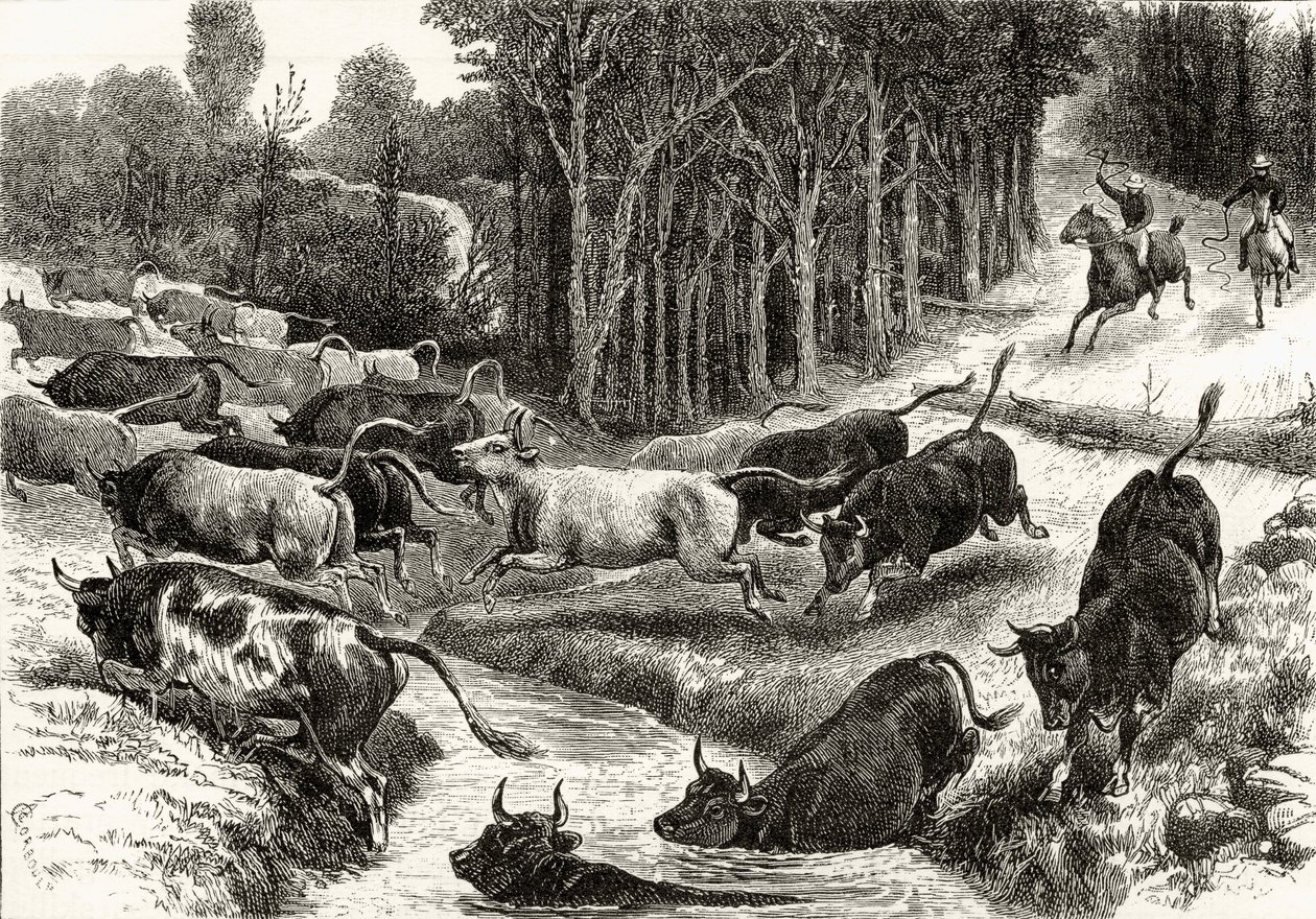 Veedrijven in Australië, ca. 1880, uit 