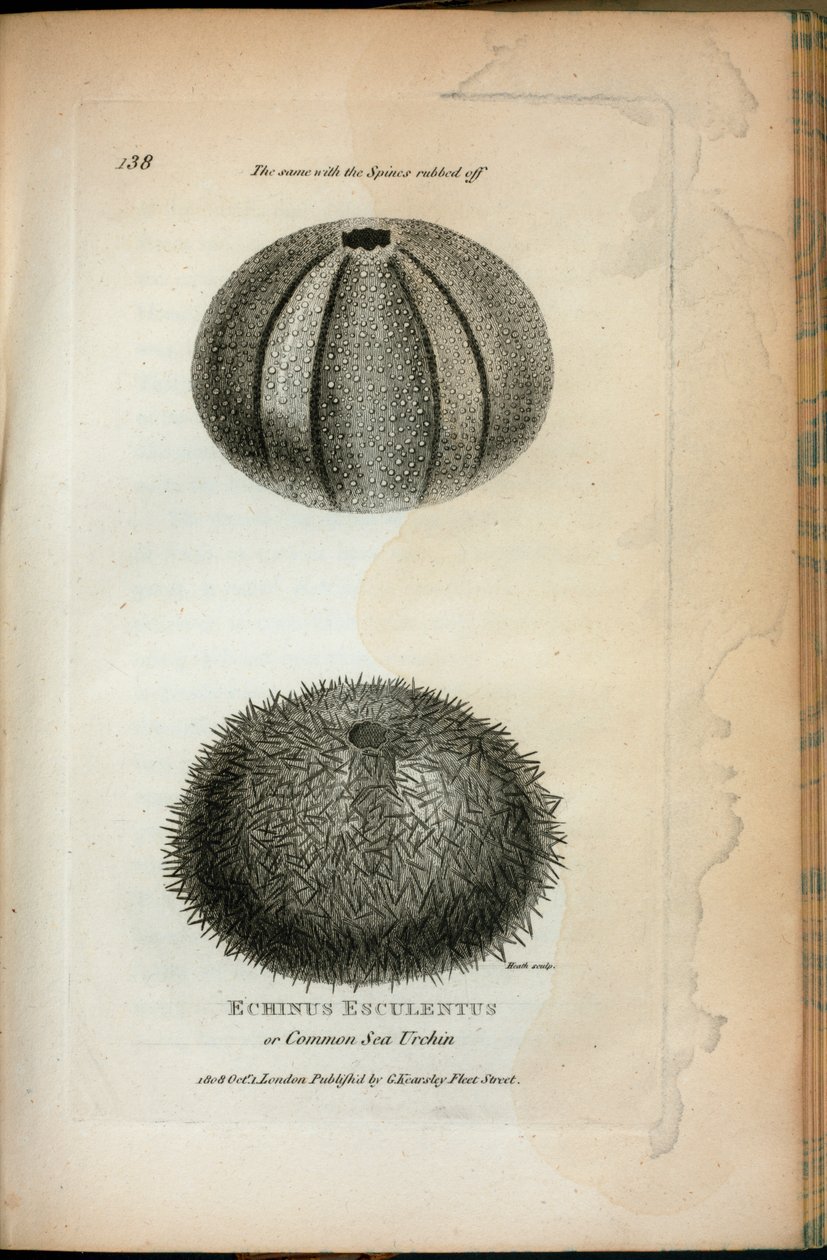 Echinus Esculentus of Gewone Zee-egel; Dezelfde met de stekels afgeveegd, uit 