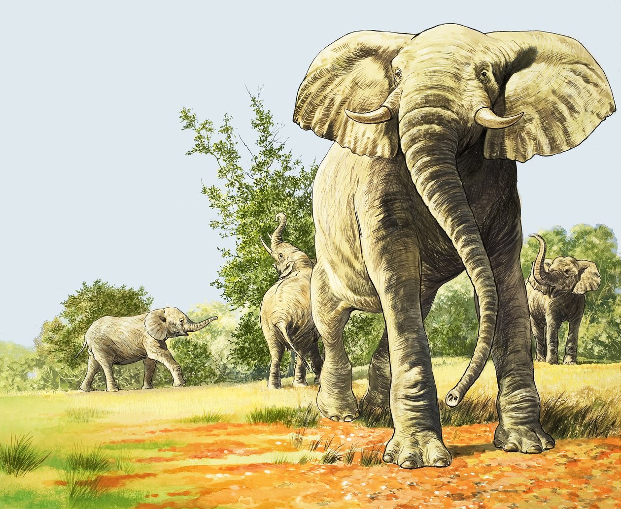 Olifanten van Afrika, illustratie uit 