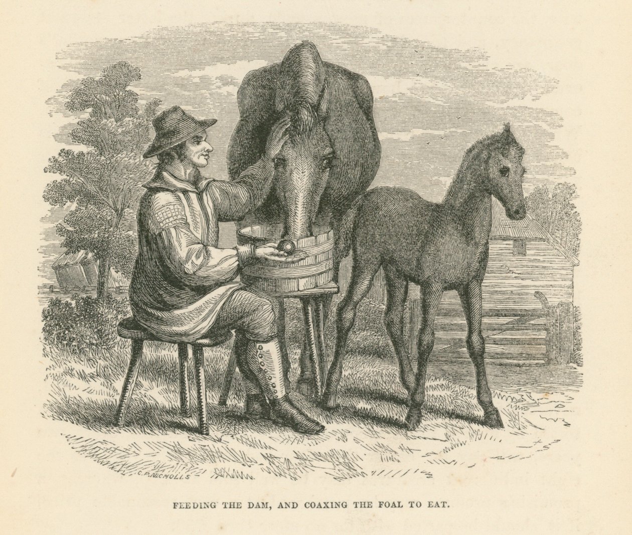Het voeden van de moeder en het overhalen van het veulen om te eten (gravure) door English School