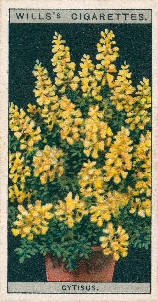 Bloementeelt in potten: Cytisus of Genista (chromolitho) door English School