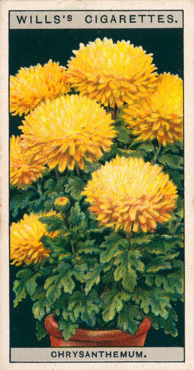 Bloementeelt in potten: Dwergchrysant (chromolitho) door English School
