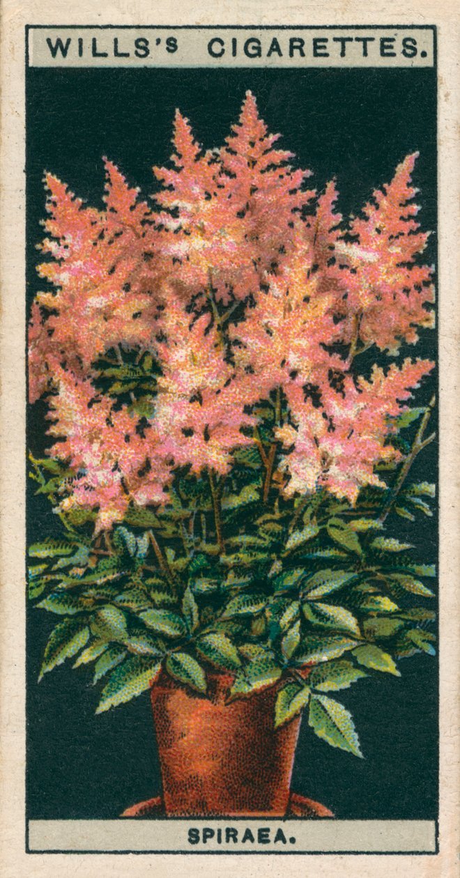 Bloementeelt in potten: Spiraea (chromolitho) door English School