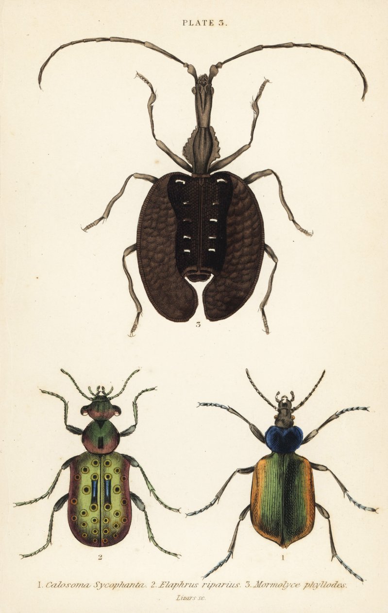 Bosrupsenjager, Calosoma sycophanta 1, loopkever, Elaphrus riparius 2, en vioolkever, Mormolyce phyllodes 3 door English School