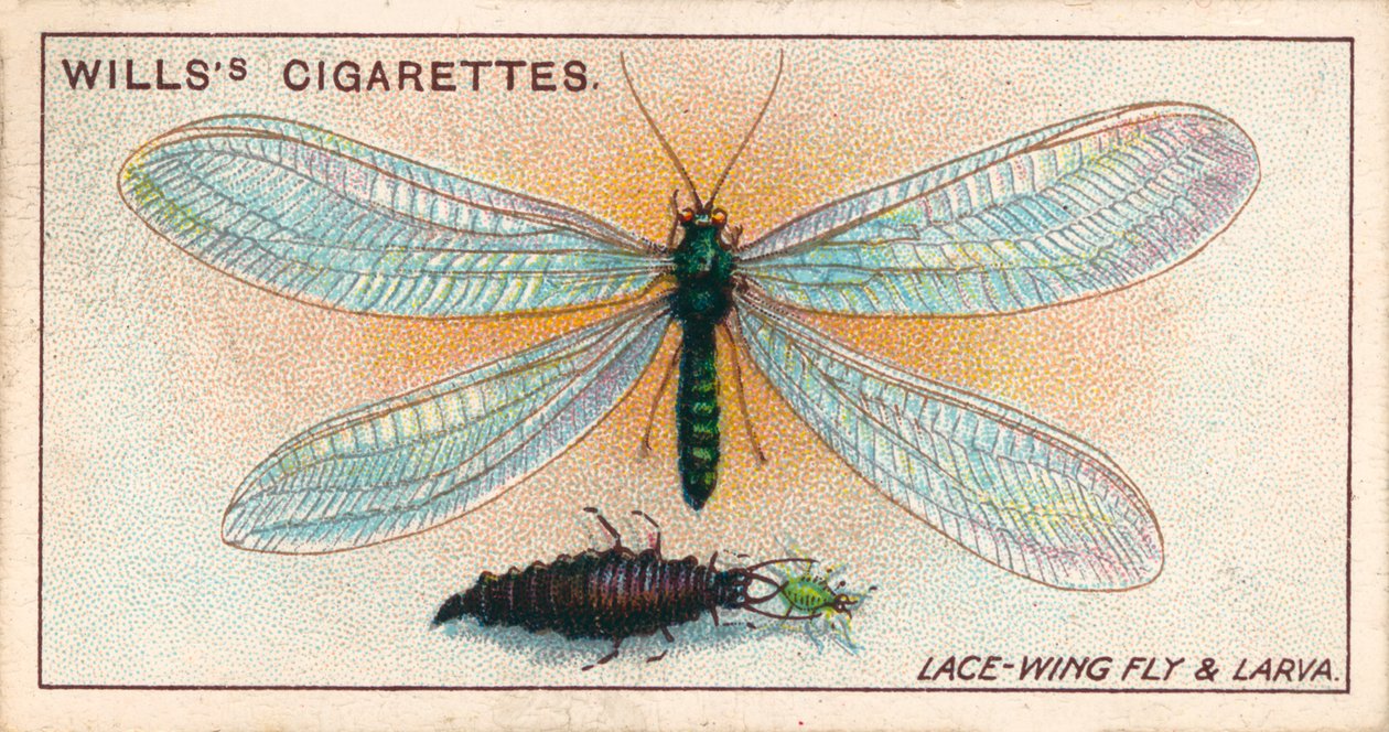 Tuinleven: Kantvleugelvlieg en larve (chromolitho) door English School