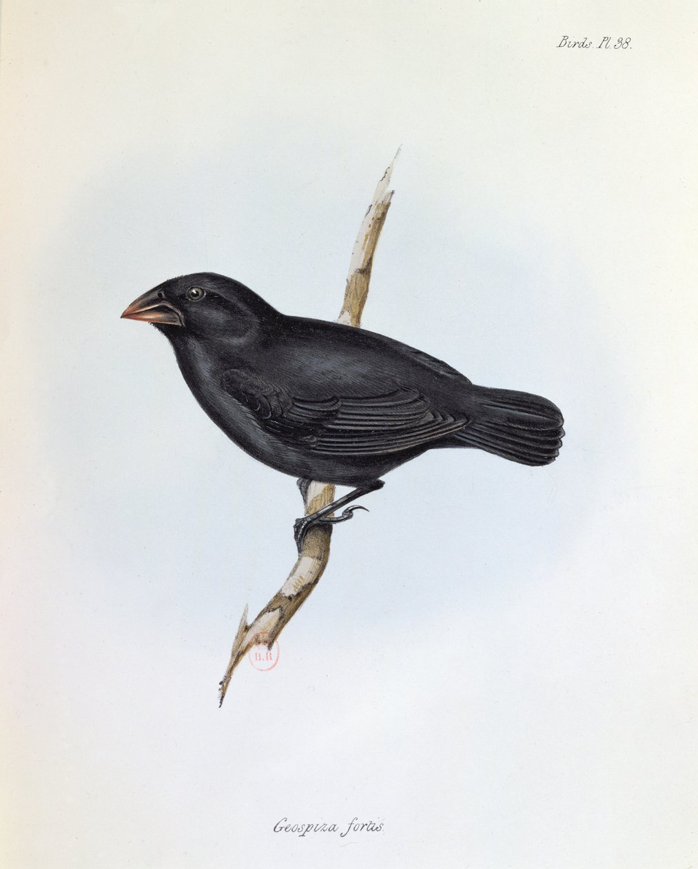 Geospiza Fortis, illustratie uit The Zoology of the Voyage of H.M.S. Beagle, 1832-36, door Charles Darwin, 1840 door English School