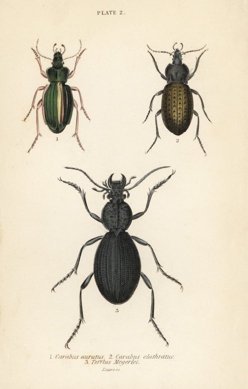 Gouden grondkever, Carabus auratus 1, grondkever, Carabus clathratus 2, en grote zwarte grondkever, Tefflus megerlei door English School