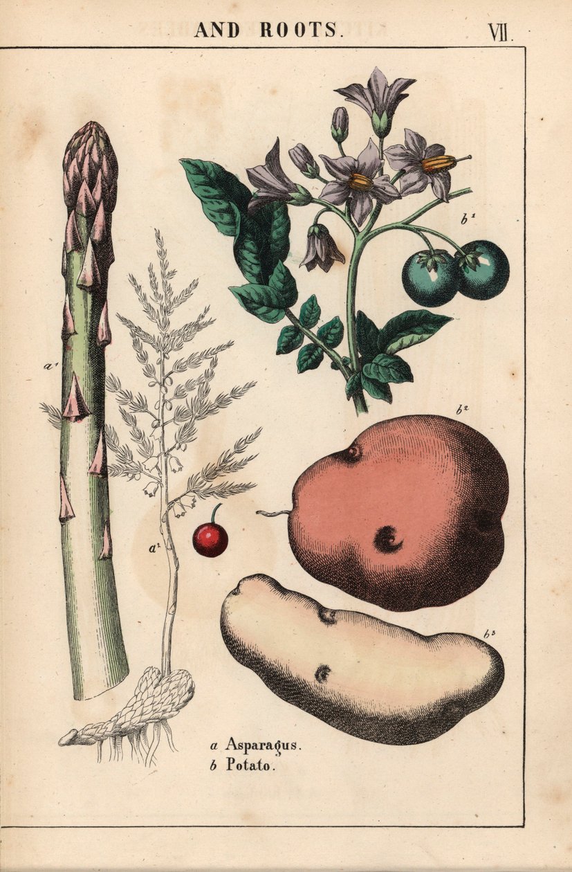 Groene asperges en aardappel, uit 