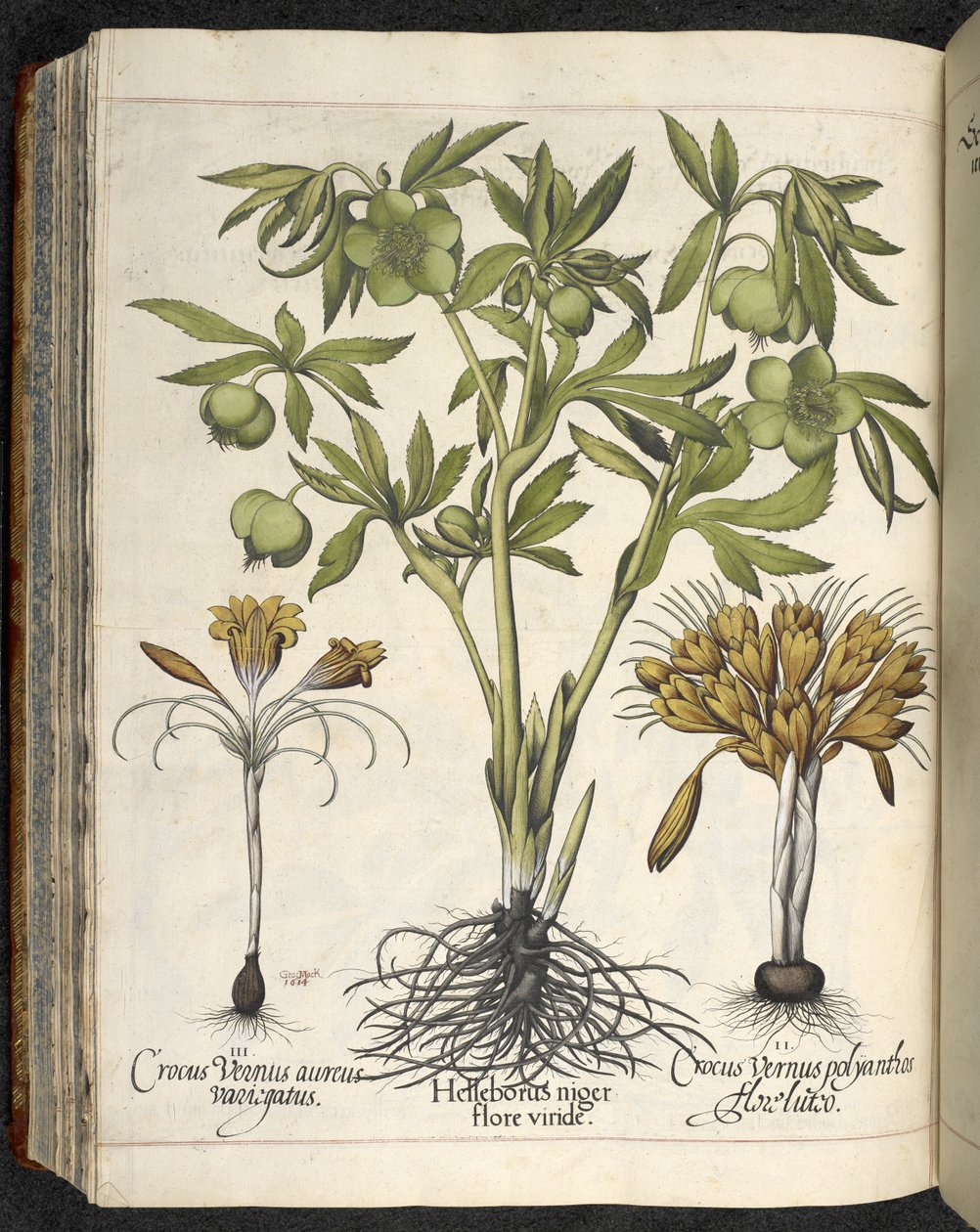 Helleborus Niger (zwarte nieskruid) uit 