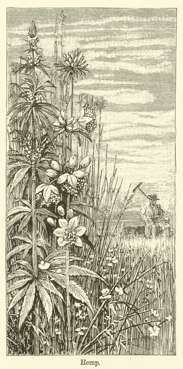 Hemp (engraving) door English School