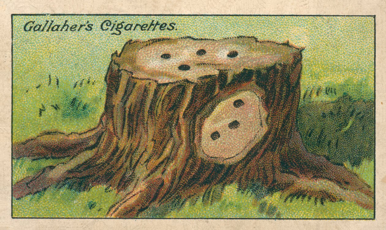 Hoe een boomstronk doden (chromolitho) door English School