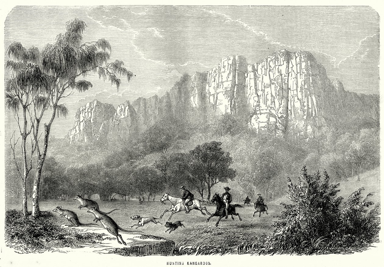 Jacht op kangoeroes (gravure) door English School