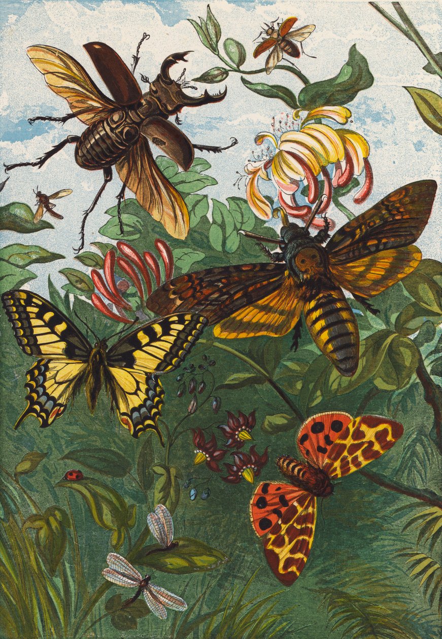 Insecten (kleurenlitho) door English School