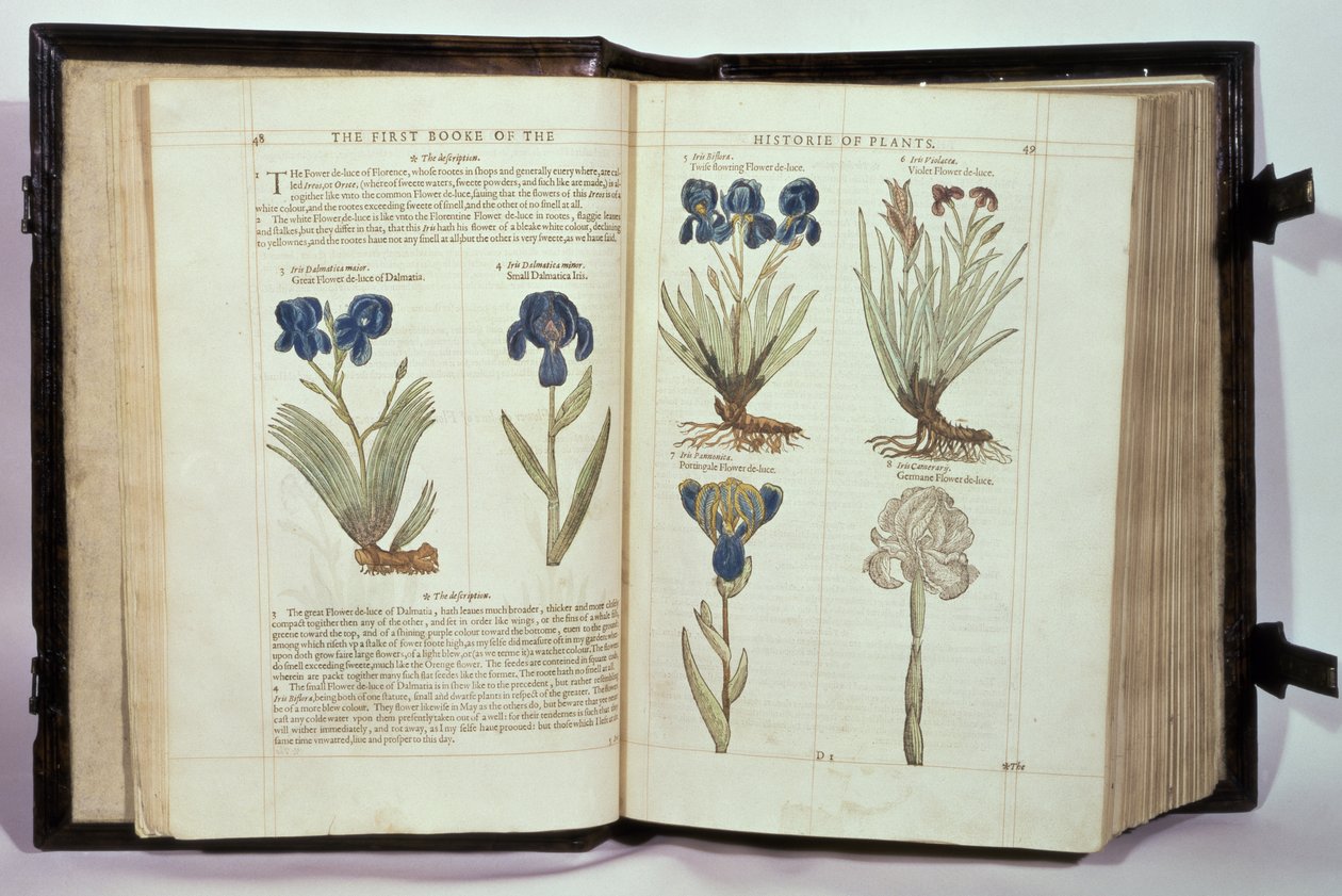 Iris (Bloemen de-luce), zes variëteiten uit 