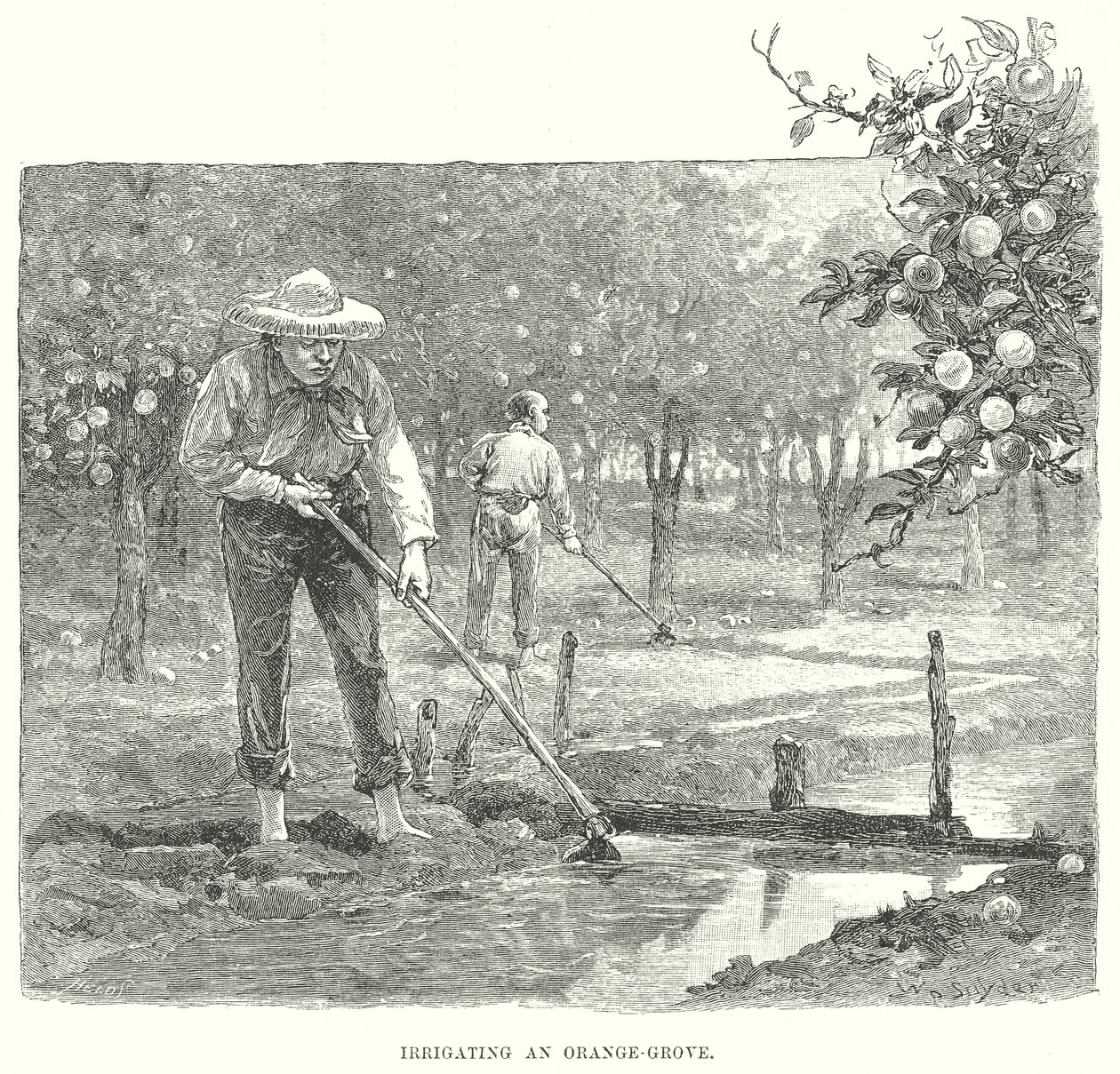 Het bevloeien van een sinaasappelgaard (gravure) door English School