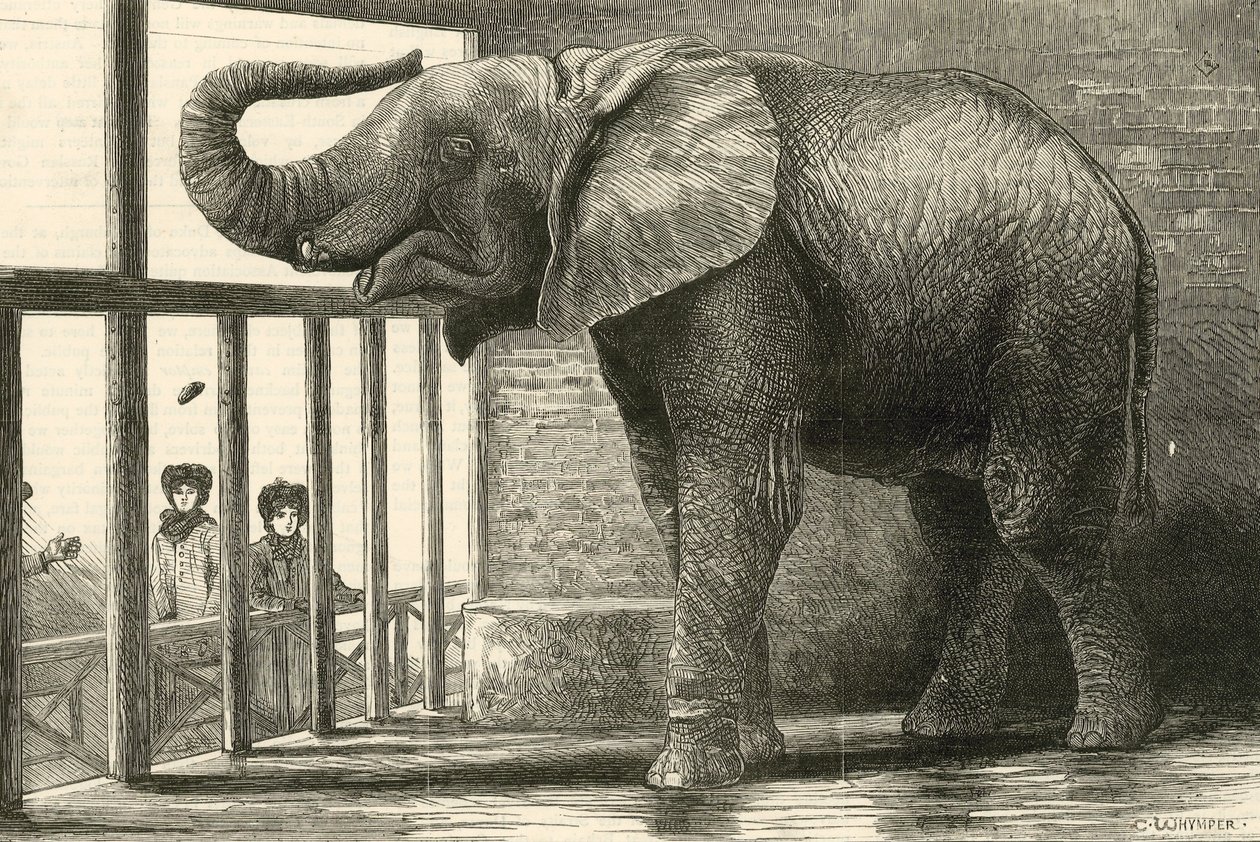 Jumbo, de grote Afrikaanse olifant in de Zoölogische Tuinen (gravure) door English School