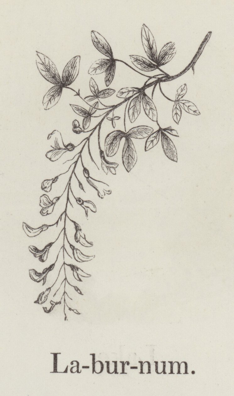 Laburnum (gravure) door English School