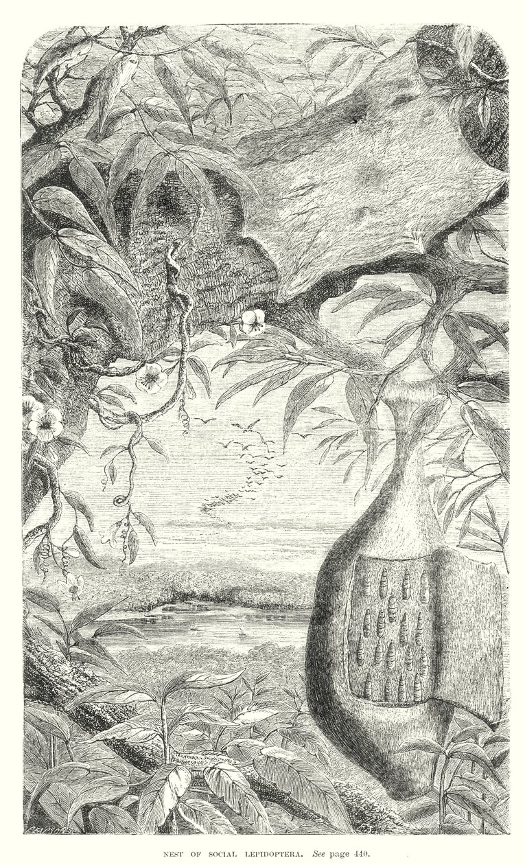 Lepidoptera Insecten (gravure) door English School