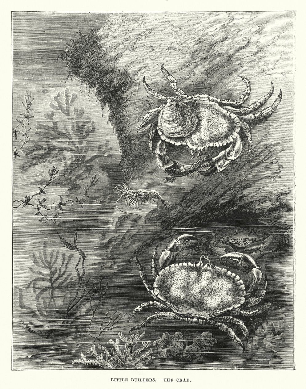 Kleine bouwvakkers, de krab (gravure) door English School