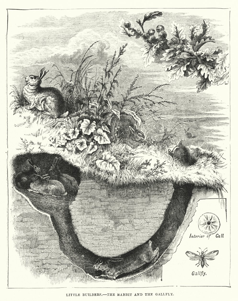 Kleine bouwvakkers, het konijn en de gals (gravure) door English School