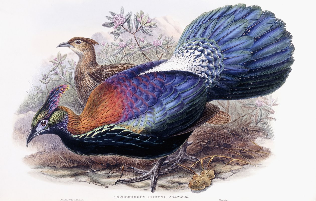 Lophophorus Lhuysii door English School
