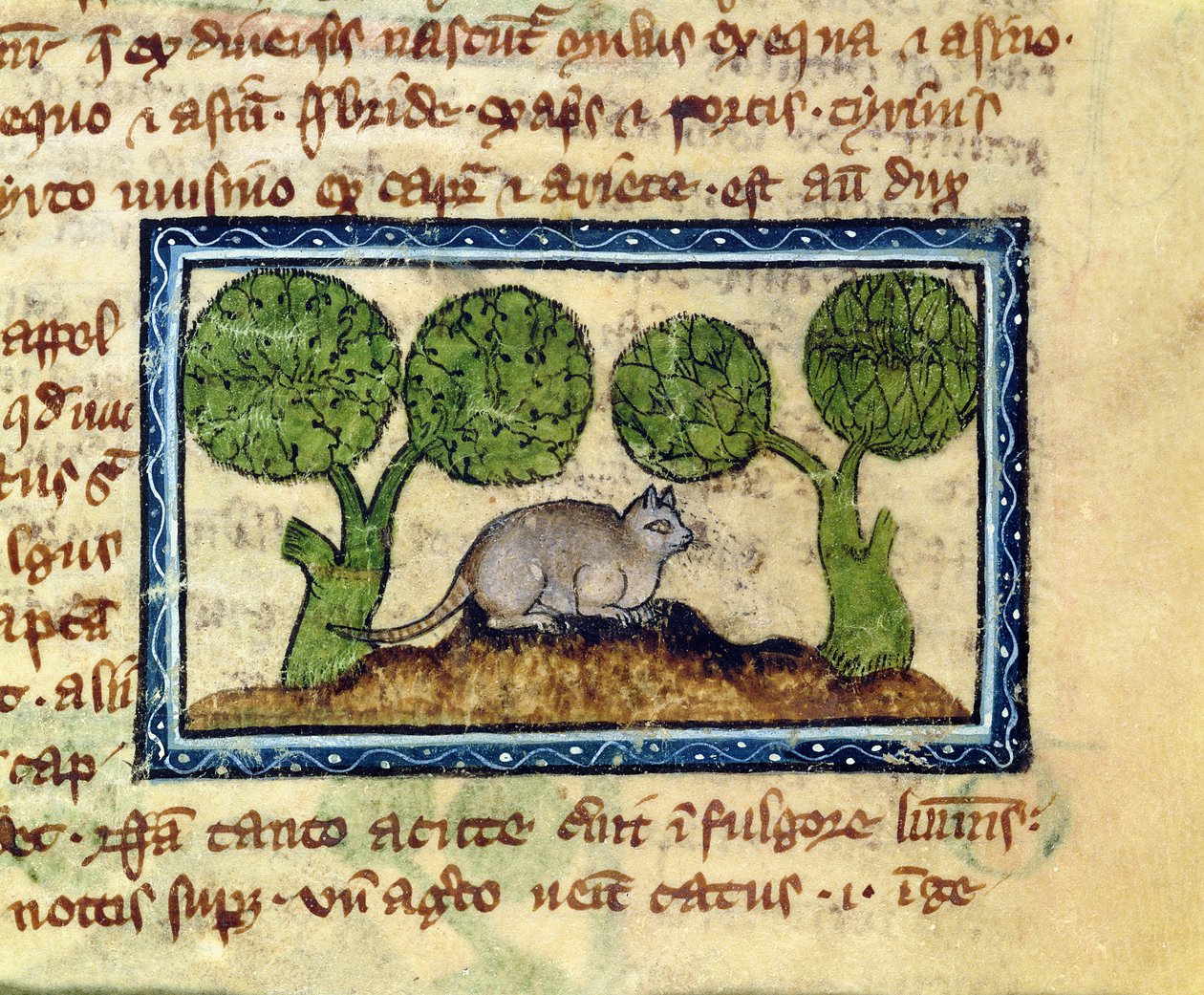 MS 379 f.12r Een kat gehurkt op een hoop aarde (detail) door English School