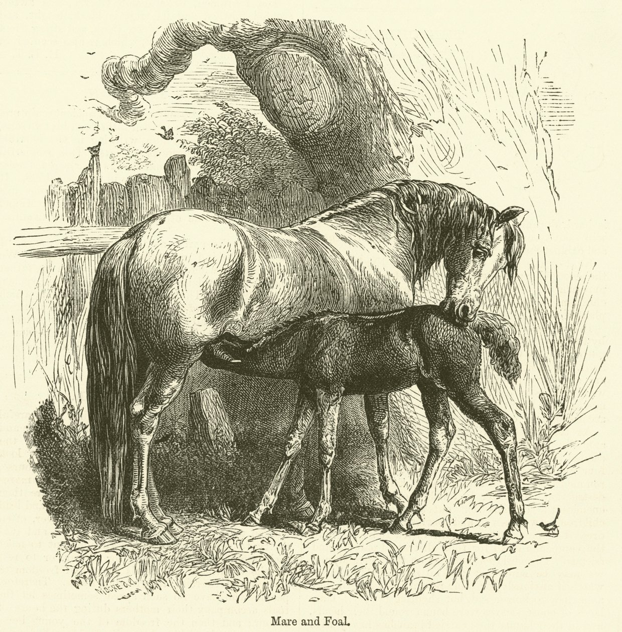 Merrie en veulen (gravure) door English School