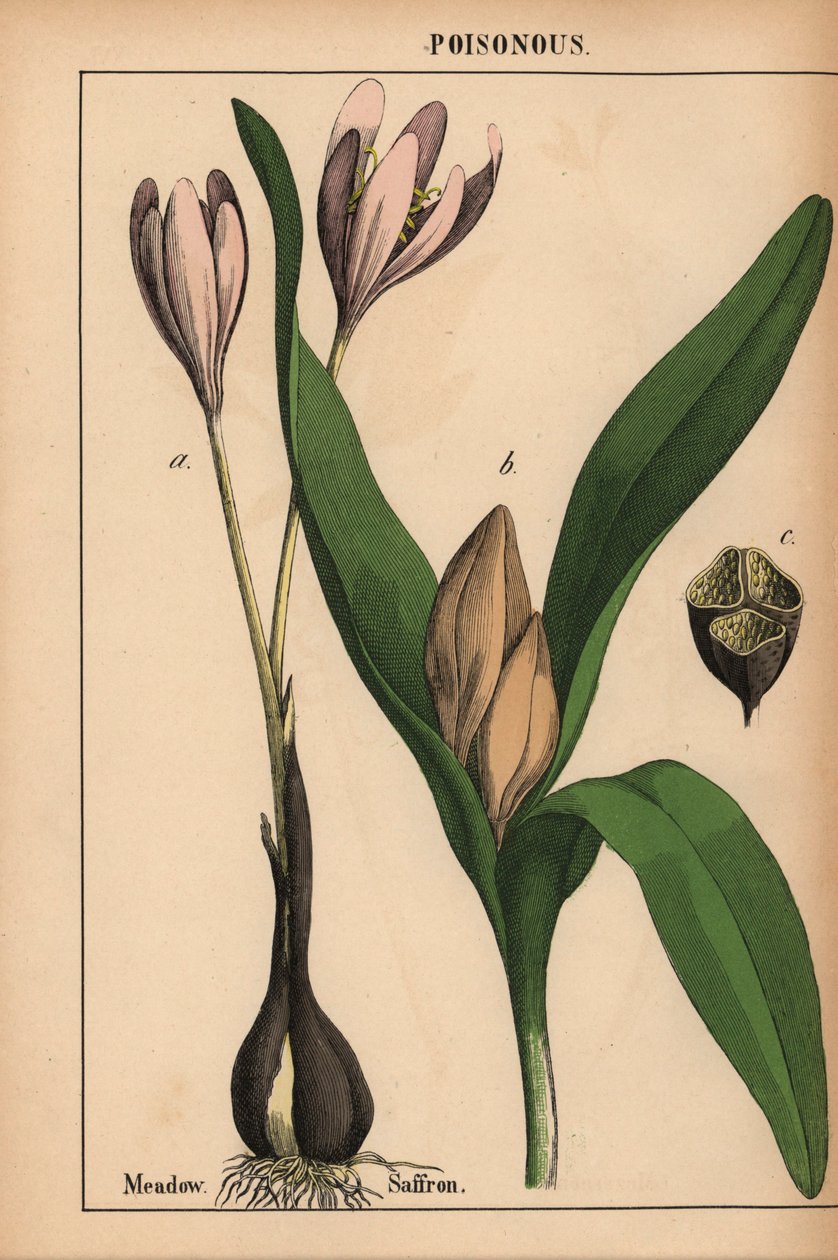Herfsttijloos met paarse bloem, uit 