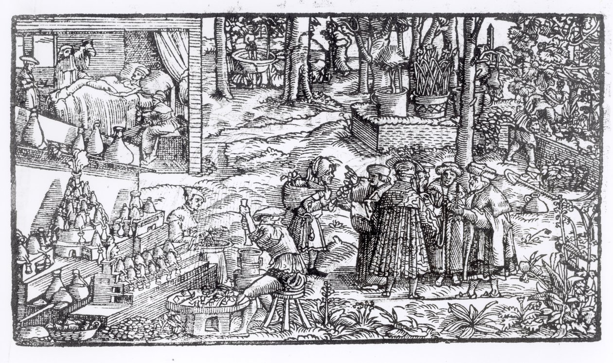 Medische kruidenkweek, 1531 door English School