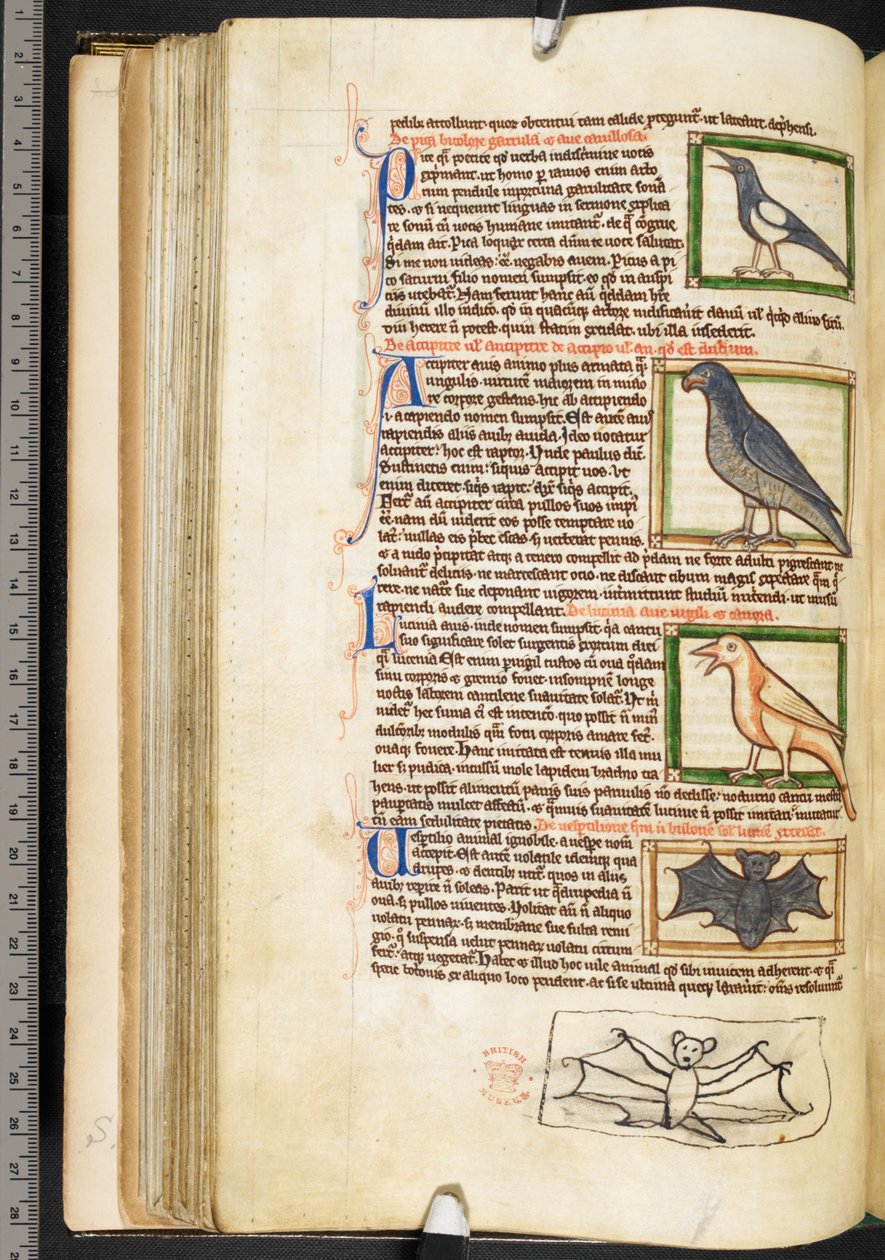 Miniaturen van vogels en marginale tekening van een vleermuis, uit Theologische miscellanea, inclusief de Summa de vitiis, Harley 3244, f.55v, c.1236-50 door English School