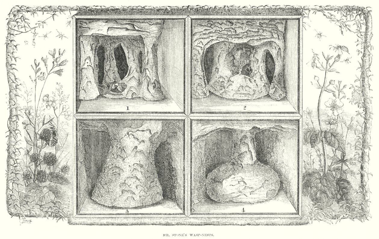 De wespennesten van Mr Stone (gravure) door English School
