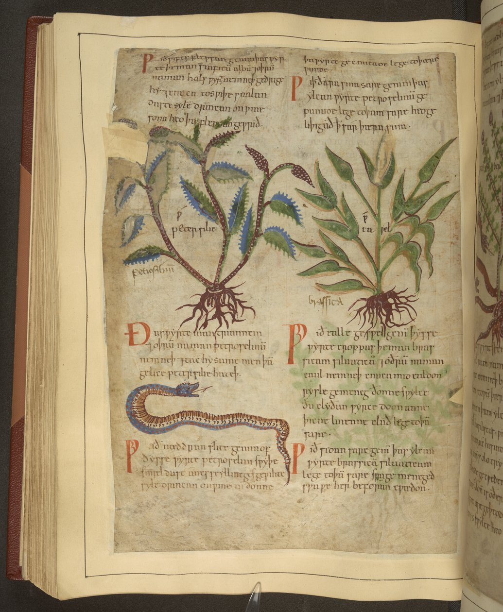 Illustraties van Peterselie, Cawel en een slang, uit een Oud-Engels kruidenboek oorspronkelijk door Apuleius (123-80AD) door English School