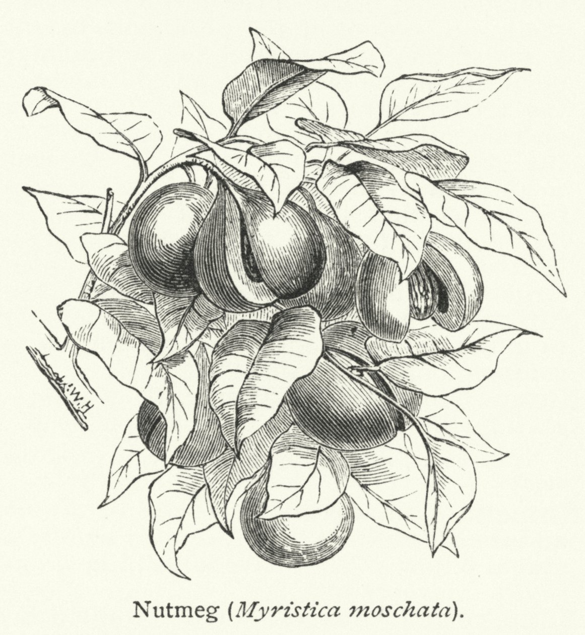 Nutmeg (Myristica moschata) (engraving) door English School