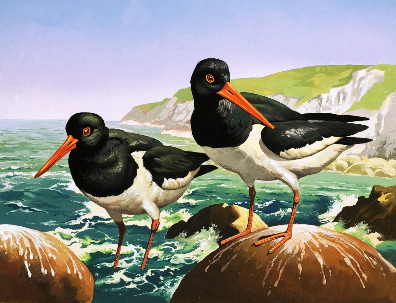 Scholeksters, illustratie uit 