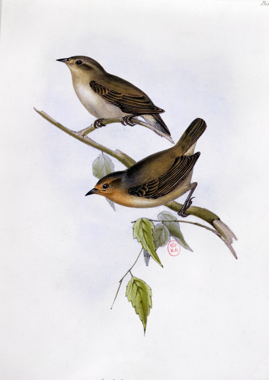 Paar Certhidea Olivacea, illustratie uit The Zoology of the Voyage of H.M.S. Beagle, 1832-36, door Charles Darwin, 1840 door English School