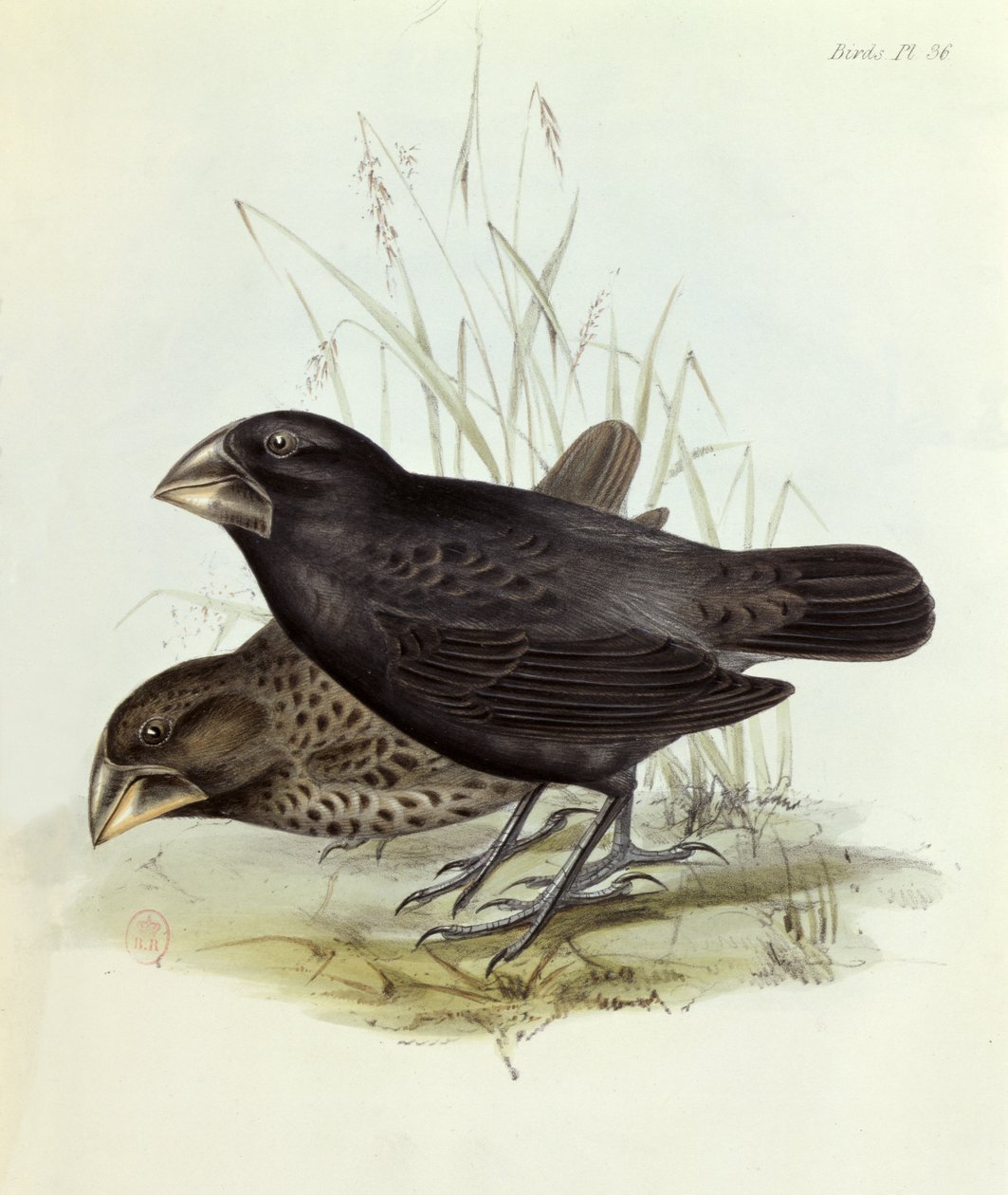 Paar Geospiza Magnirostris, uit The Zoology of the Voyage of H.M.S. Beagle 1832-36 door Charles Darwin, 1840 door English School