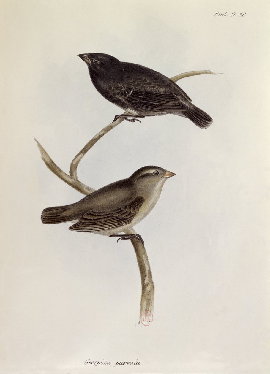 Paar Geospiza Parvula, illustratie uit The Zoology of the Voyage of H.M.S. Beagle, 1832-36, door Charles Darwin, 1840 door English School