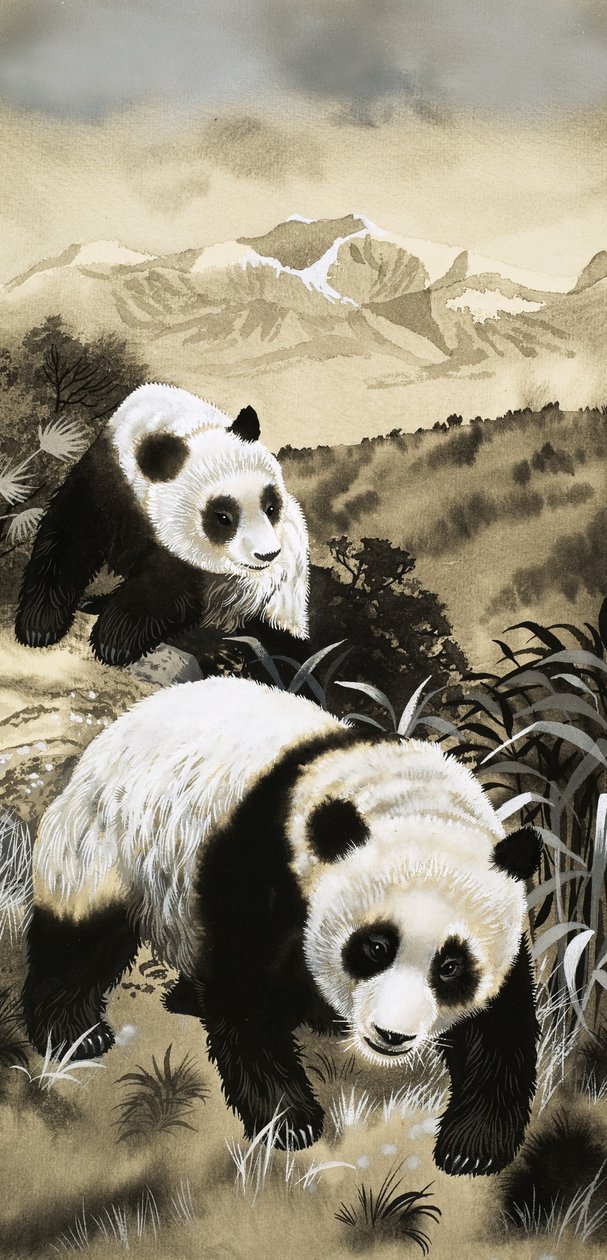 Panda