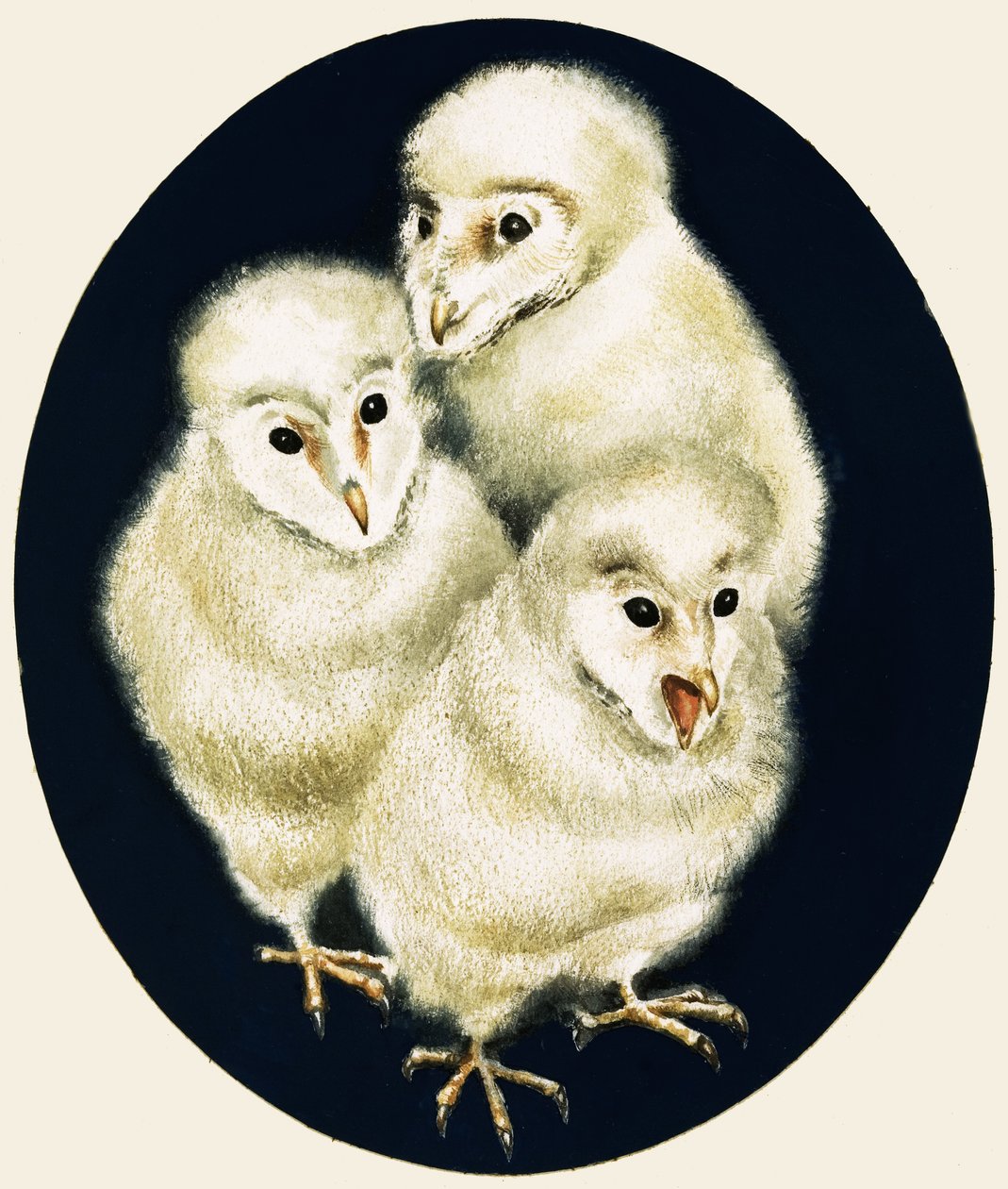 Piepjes in de natuur: Uilskuikens door English School